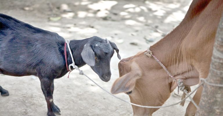 কোরবানির পশুর চামড়ার দাম নির্ধারণ করেছে সরকার