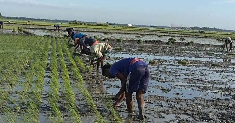 আমন চাষে ব্যস্ত এখন তাড়াইলের কৃষকরা