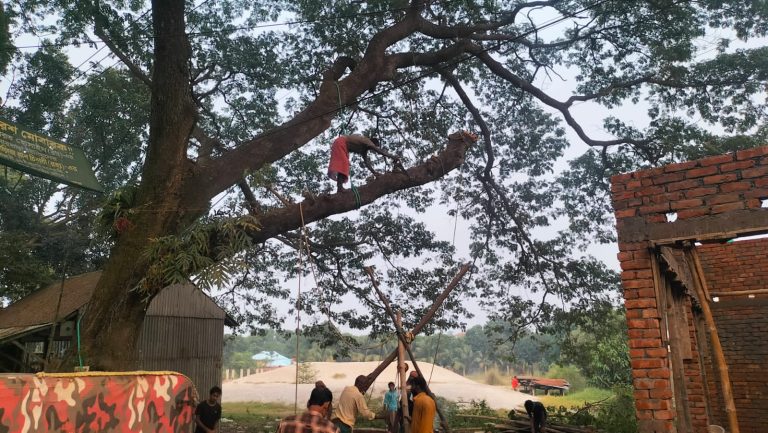 টঙ্গীবাড়ীতে ইউপি চেয়ারম্যানের তত্ত্বাবধানে সরকারি গাছ কর্তন